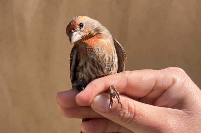 A male house finch with a little red plumage around its beak and breast alongside otherwise gray feathers being held still by a person's hand